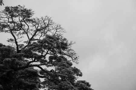 Silhouette of a Bare Tree in Black and Whiteの写真素材