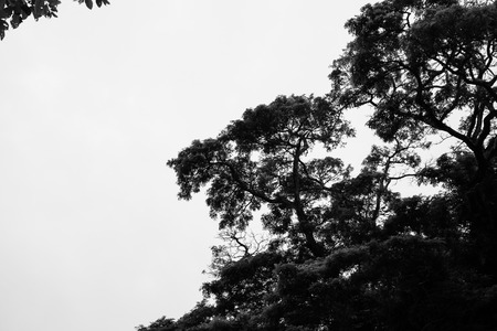 Silhouette of a Bare Tree in Black and Whiteの写真素材