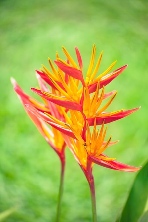 Orange and yellow canna  lilly  flower   in gardenの写真素材