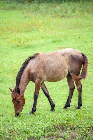 Horses graze in a fieldの写真素材