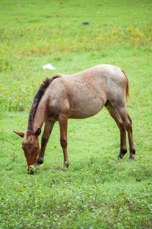 Horses graze in a fieldの写真素材