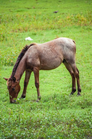 Horses graze in a fieldの写真素材