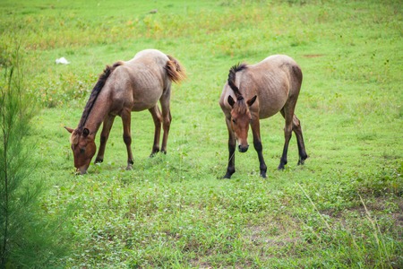 Two horses graze in a fieldの写真素材