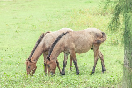 Two horses graze in a fieldの写真素材