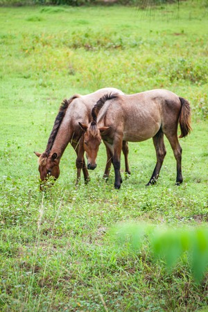 Two horses graze in a fieldの写真素材