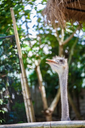 Close-up on a ostrich's head in frontの写真素材