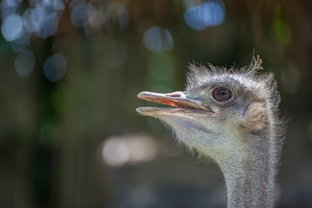 Close-up on a ostrich's head in frontの写真素材