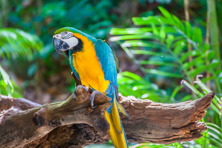 Macaws are being trained to learn the bird park in Phuket, Thailand.の写真素材