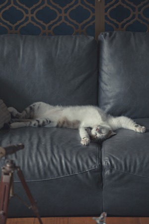 White and brown cat sleeping on sofaの写真素材