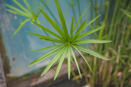 Close up view umbrella papyrus green plant as backgroundの写真素材