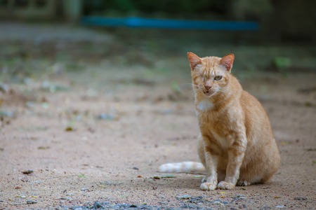 Blind orange cat sitting on the ground.の写真素材