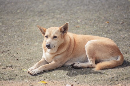 Fat orange dog  sitting on the ground.の写真素材