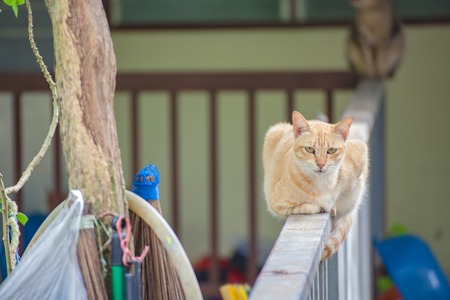 Orange tabby sitting on an iron railing.の写真素材