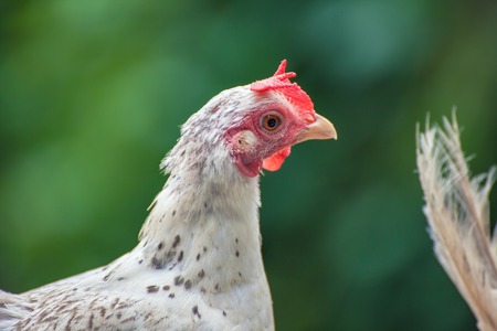 White chicken relies on a hill in Phuket, Thailand.の写真素材
