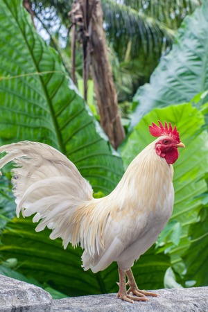 White chicken relies on a hill in Phuket, Thailand.の写真素材