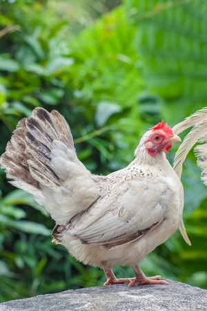 White chicken relies on a hill in Phuket, Thailand.の写真素材