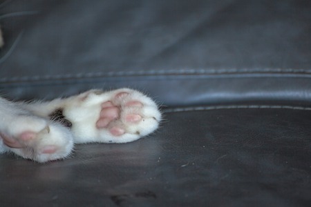 Close up cat foot on sofa の写真素材