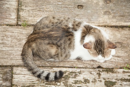 Cat seat on street background,Ttop view , vintage styleの写真素材