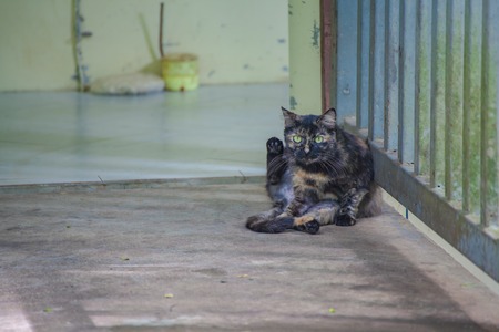 Tabby, orange, black, sitting on the terrace.の写真素材
