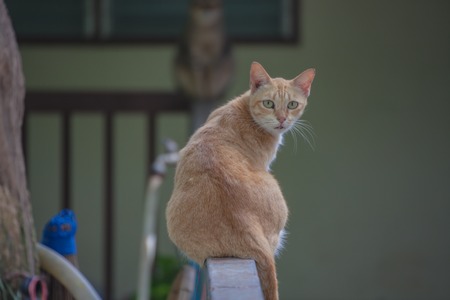 Orange tabby sitting on an iron railing.の写真素材