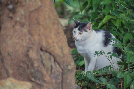 Cute black and white kitten on greenの写真素材