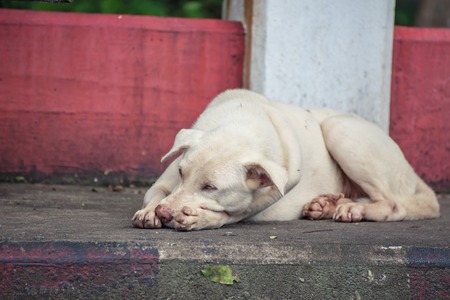 Dog sleeping on the sidewalks.の写真素材