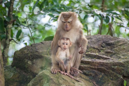 Monkey baby and mother Monkey Mountain( toh-sae Mountain) in Phuket, Thailand.の写真素材