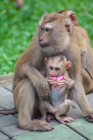 Monkey baby and mother Monkey Mountain( toh-sae Mountain) in Phuket, Thailand.の写真素材
