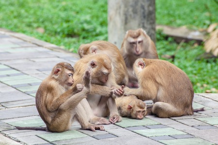 The monkey way up the mountain on foot.( Toh-sae Mountain) in Phuket, Thailand.の写真素材