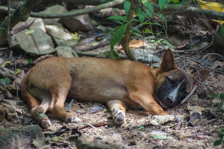 Stray dogs on Monkey Mountain ( toh-sae Mountain) in Phuket, Thailand.の写真素材
