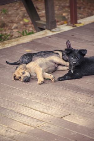 Stray dogs on Monkey Mountain ( toh-sae Mountain) in Phuket, Thailand.の写真素材