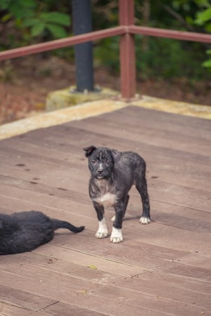 Stray dogs on Monkey Mountain ( toh-sae Mountain) in Phuket, Thailand.の写真素材