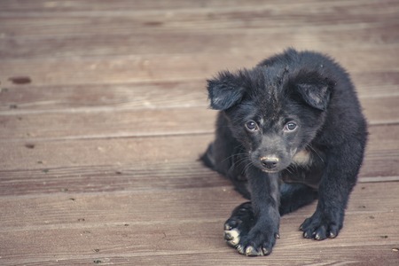 Stray dogs on Monkey Mountain ( toh-sae Mountain) in Phuket, Thailand.の写真素材