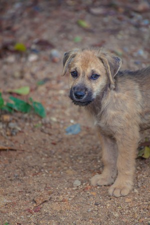 Stray dogs on Monkey Mountain ( toh-sae Mountain) in Phuket, Thailand.の写真素材