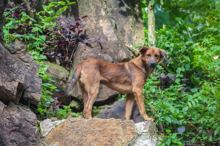Stray dogs on Monkey Mountain ( toh-sae Mountain) in Phuket, Thailand.の写真素材