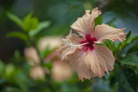hibiscus, Hibiscus Schizopetalus or Coral Hibiscus flowerの写真素材