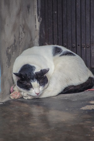 Black and white cat was sleeping on the street.の写真素材
