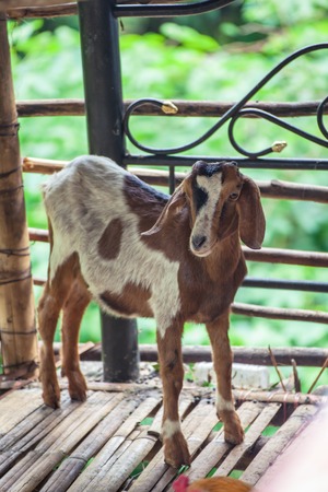 Cute brown goat kid  on a wooden floorの写真素材