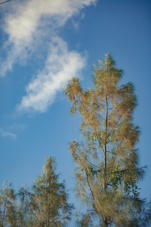 Branches of pine trees on blue sky background