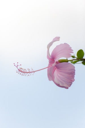 Hibiscus rosasinensis hybridの写真素材