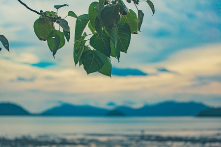 Leaves bodhi tree on beach in beautiful landscape on sunset Soft Focusの写真素材