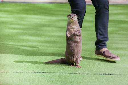 Dance performances otters zoo.
Phuket, Thailandの写真素材