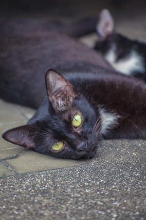 Black cat lying mother to breastfeed.の写真素材