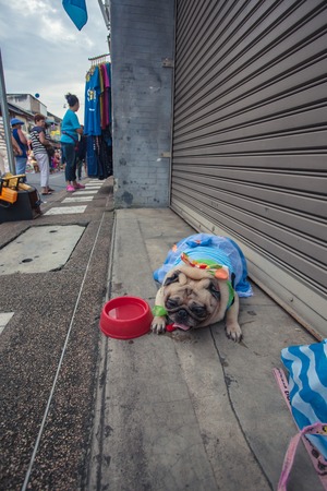 Beautiful Pug dog breed on walking Street Phuket Old Town Thailandの写真素材