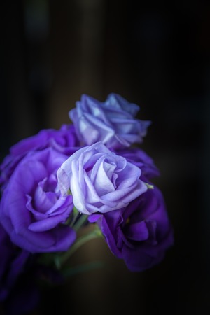 White roses on vaseの写真素材