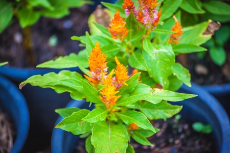 Colorful cockscomb flowers Red and yellow,Shallow depth of fieldの写真素材