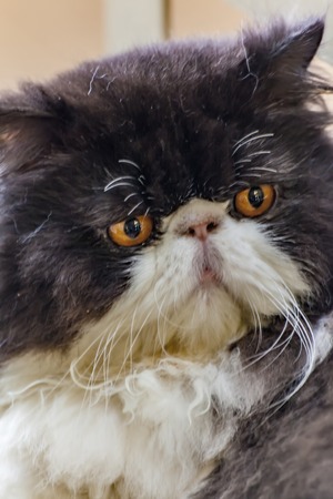 Black and white Persian catの写真素材