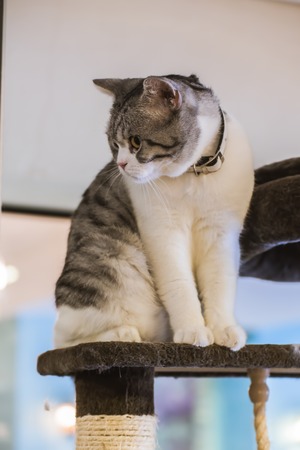 Beautiful gray and white catの写真素材