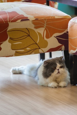 Gray and white Persian catの写真素材