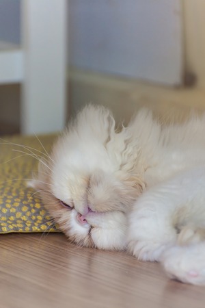 Beautiful brown and white persian  cat is sleeping.の写真素材